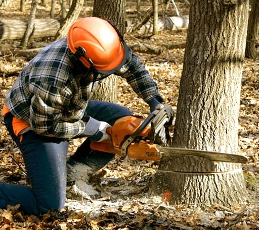 Tree Removal in Glendale, RI